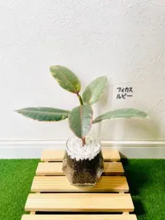 무화과나무 루비 관엽식물 하이드로컬쳐 육각형 냄비