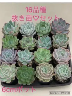 韓国苗 多肉植物 特大 エケベリア ギフト 16苗セット【SP85】 - メルカリ