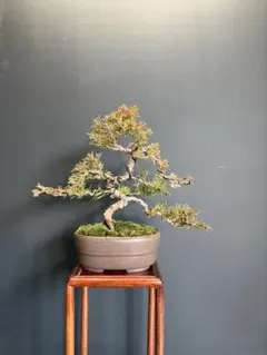 2026年最新】真柏の人気アイテム - メルカリ