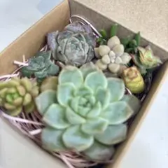 韓国苗 エケベリア セダム カット苗♡お任せ♡