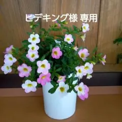 ヒデキング様 リクエスト 2点 まとめ商品　速達便