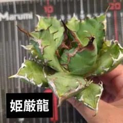 ヒロクラフト0708様 リクエスト 2点 まとめ商品