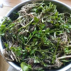 りおまま様専用　せり　８０サイズで発送