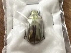 2026年最新】プラチナコガネ 標本の人気アイテム - メルカリ