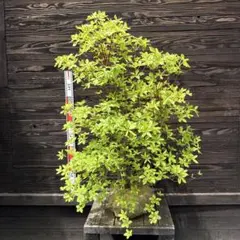 アカヤシオツツジ/特大株【現品発送】管理80165 - メルカリ