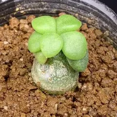 写真2-4枚目！ ボドレイアエ チレコドン 多肉植物 塊根植物 実生