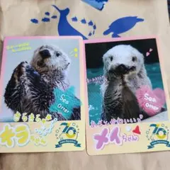 2025年最新】ラッコ メイちゃんの人気アイテム - メルカリ