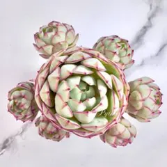 MAKOねー様 リクエスト 2点 まとめ商品