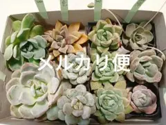 No.23多肉植物詰め合わせセットエケベリア他