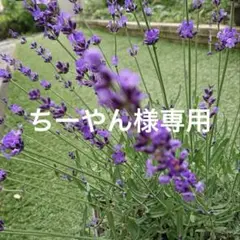ちーやん様