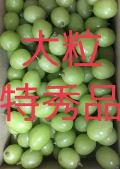 朝取り シャインマスカット 粒売り 5kg 大粒 朝取り シャインマスカット 粒売り 5kg 大粒 - メルカリ