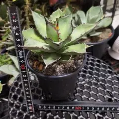 2025年最新】アガベパンダ熊猫の人気アイテム - メルカリ