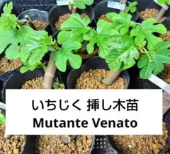 2026年最新】イチジク穂木の人気アイテム - メルカリ