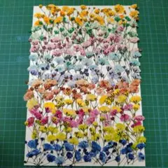 押し花素材「カラフルかすみ草51」