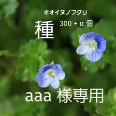専用出品☆ オオイヌノフグリ ☆ 種 300粒 ☆ 令和７年産
