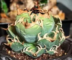 アガベ　チタノタ　魔丸　子株2個付き　良型　親株出品 アガベ チタノタ 魔丸 子株2個付き 良型 親株出品