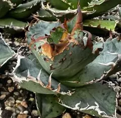 2025年最新】アガベ星空の人気アイテム - メルカリ