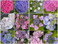 紫陽花 挿し穂 6種類 各1本ずつ ネコポス発送 - メルカリ