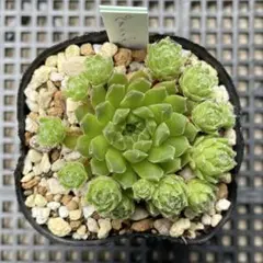 多肉植物センペルビウム リンリン 7.5cmポット苗 - メルカリ