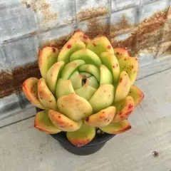 サリーちゃん様 リクエスト 3点 まとめ商品