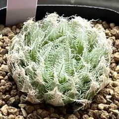 T. loliacea Compact Good Clone T'S 株 T. loliacea Compact Good Clone T'S株 - メルカリ