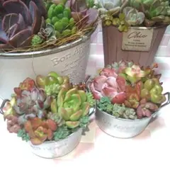 そのまま飾れる☆多肉植物★寄植え★ミニバケツ2個セット