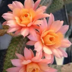 9−桃の妖精 人気 花サボテン 柱サボテン カキコ 花16cm カキコ - メルカリ