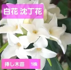 しず様 リクエスト 3点 まとめ商品