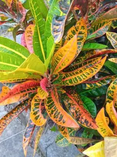 Runa ⭐️年明け最終セール中❣️様 リクエスト 2点 まとめ商品