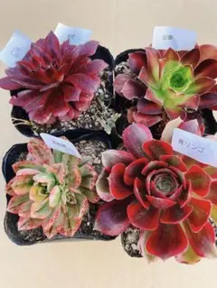 67 多肉植物 アエオニウム 抜き苗 4種セット