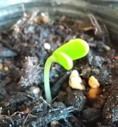 ねこ様 リクエスト 2点 まとめ商品