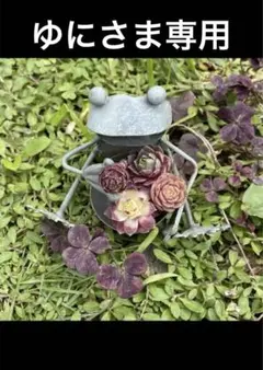 ゆにさま専用 センペルビウム