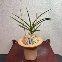 富貴蘭　風蘭　御城覆輪のサムネイル