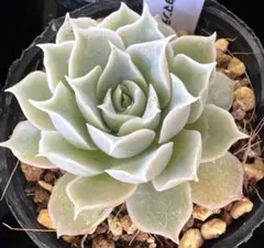 momo福様 リクエスト 2点 まとめ商品