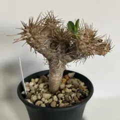 ア*ー様 W159塊根植物 希少種 ユーフォルビア カリサナ 実生苗 - メルカリ