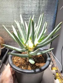 2026年最新】アロエ ラモシシマの人気アイテム - メルカリ