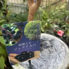 797〓Plinia sp.cambuca-roxo ジャボチカバ 3年生苗 - メルカリ