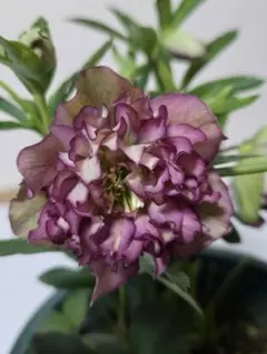 ☆クリスマスローズ☆多弁クレオパトラ系 リバースレッド☆6号鉢