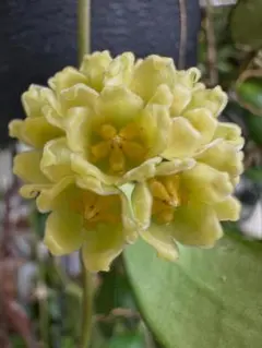 ホヤ デビッドクミンギーHoya davidcummingii ‘Yellow’のサムネイル