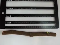 aiai さま 専用　いちじく　穂木