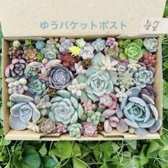 多にっこり様 リクエスト 2点 まとめ商品