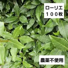 ローリエ　葉　月桂樹　農薬不使用　フレッシュ　生葉　100枚以上