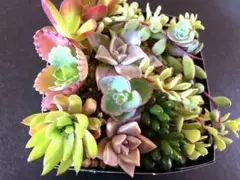 多肉植物　寄植え＆ガーデニング♪