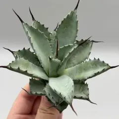 2025年最新】アガベ陽炎の人気アイテム - メルカリ