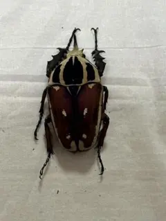 2026年最新】ウガンデンシスオオツノカナブン 標本の人気アイテム