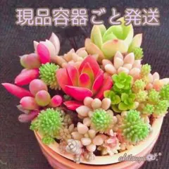 2026年最新】多肉植物 朧月の人気アイテム - メルカリ
