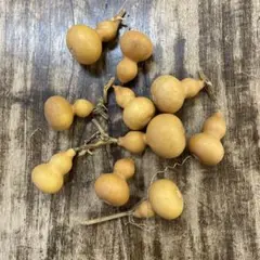 ドライ瓢箪10コ