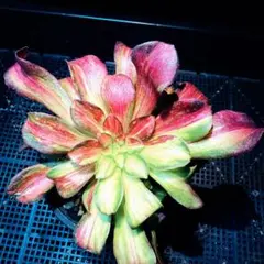 純様 リクエスト 2点 まとめ商品