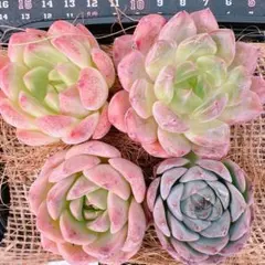 エケベリア4苗(名無し）♡9174