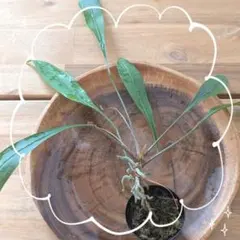 2026年最新】原種アンスリウムの人気アイテム - メルカリ